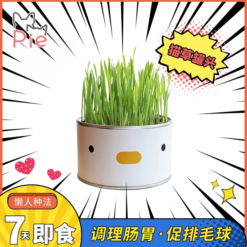 梁老财PURROOM原创小鸡猫薄荷草罐头种子水培零食去毛球化毛盆栽
