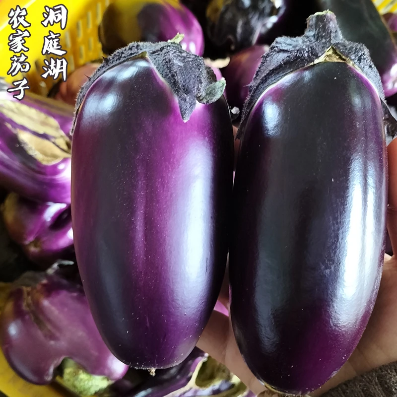 助农新鲜本地紫皮茄子红菜苔野生小鱼