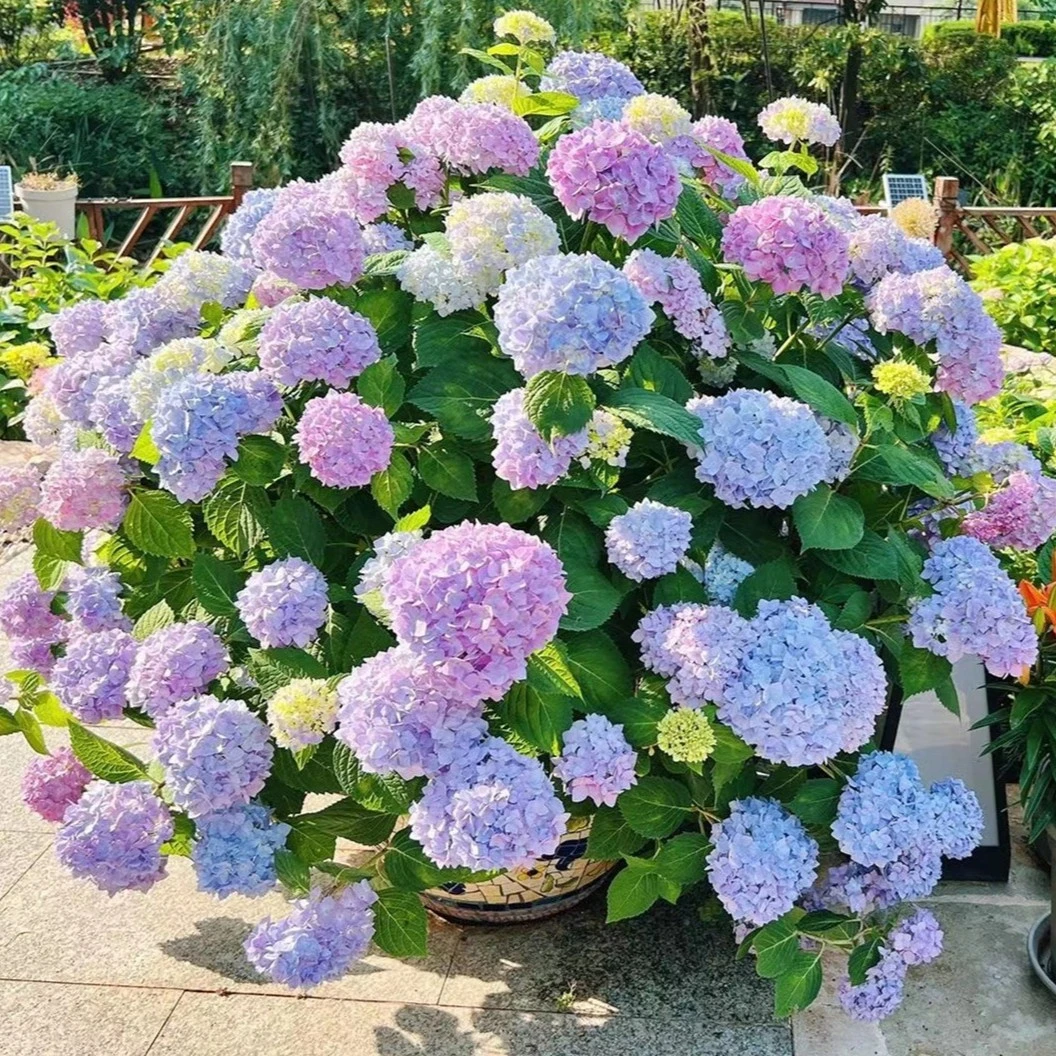 无尽夏绣球花大苗盆栽四季开花室内庭院好养花卉蓝色八仙花绿植