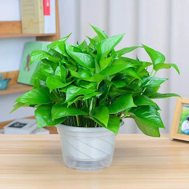 绿萝盆栽可长藤绿萝室内花卉绿植新房吸除甲醛净化空气大叶植物