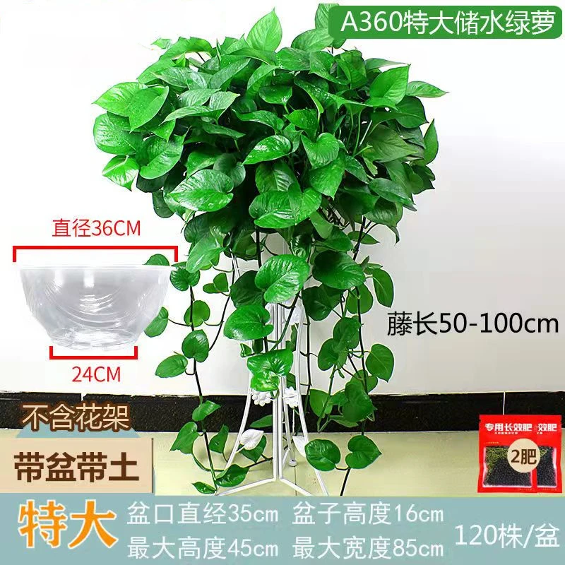 绿萝盆栽绿植盆栽盆景室内净化空气吸甲醛好养长藤垂藤客厅植物