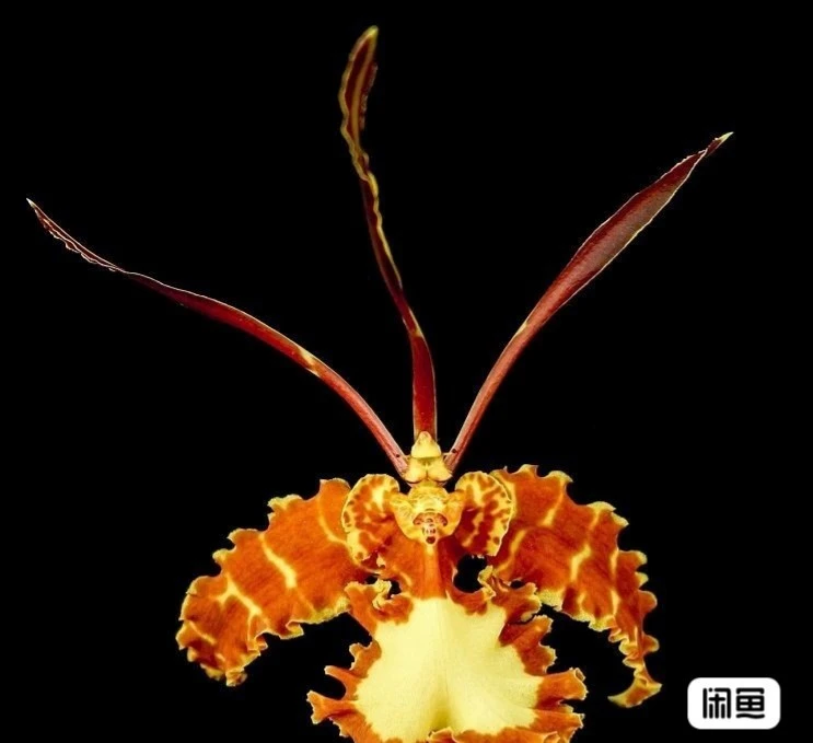 魔鬼文兰齐天大圣魔鬼文心兰齐天大圣