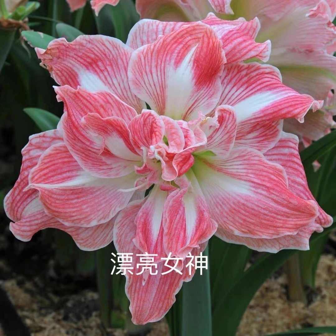 包邮  朱顶红【漂亮女神】花卉种球粉色重瓣包邮 偏远除外