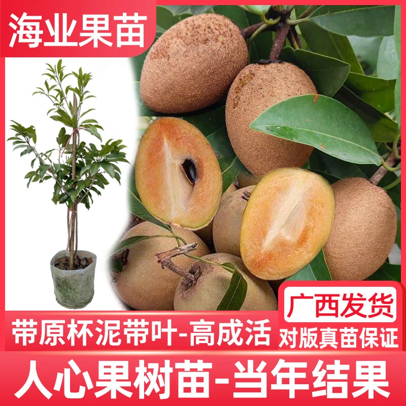 人心果树苗出售直播带果珍贵庭院盆栽人参果四季软枝人心果苗带土