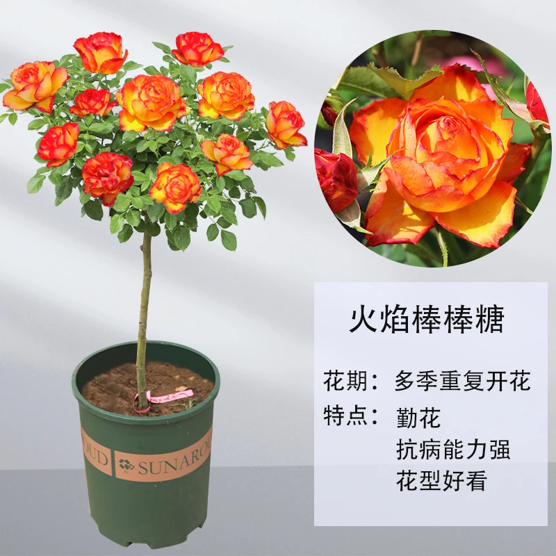 嫁接棒棒糖树状月季玫瑰多色浓香型四季欧月大花盆栽阳台庭院花苗