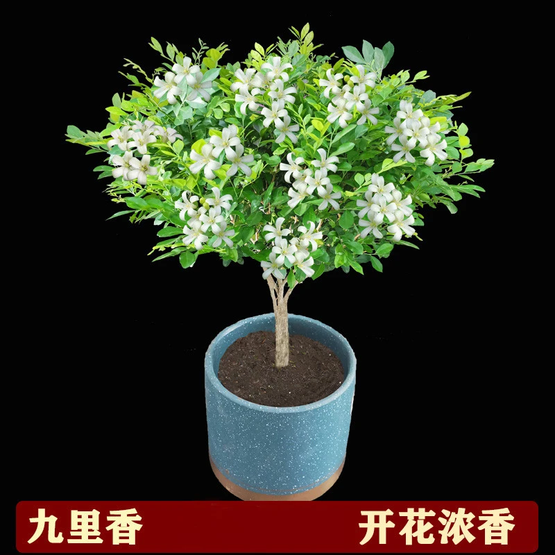 盆栽四季花期九里香花树苗开花浓香植物
