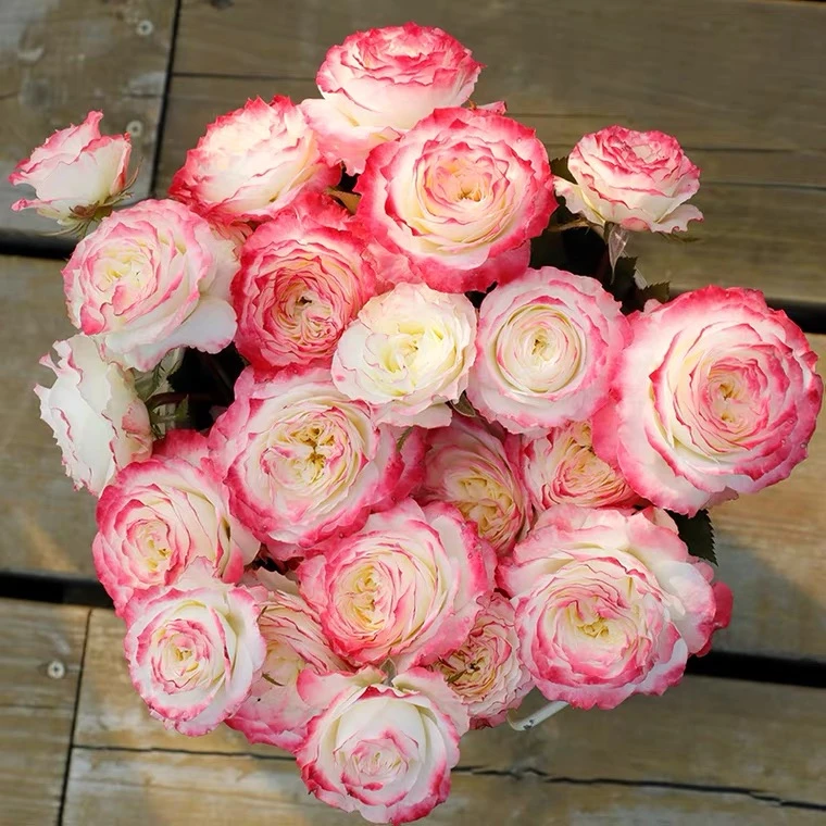 【初妆】灌木浓香阳台庭院月季玫瑰花卉