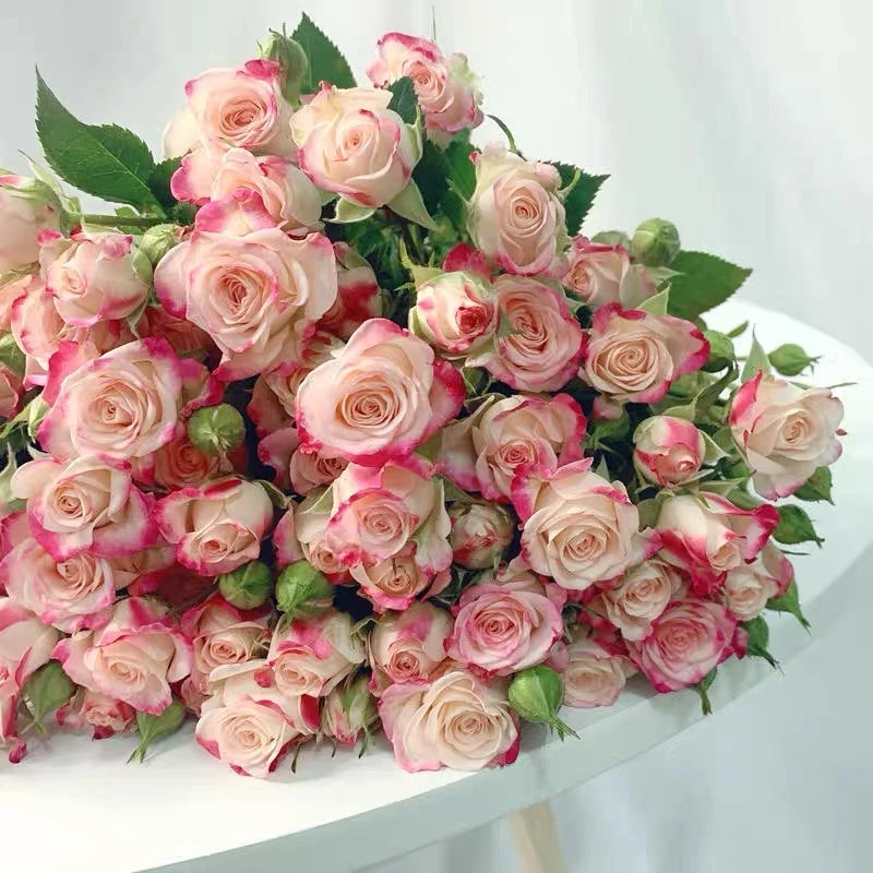 【折射泡泡】灌木多头阳台庭院月季玫瑰花卉