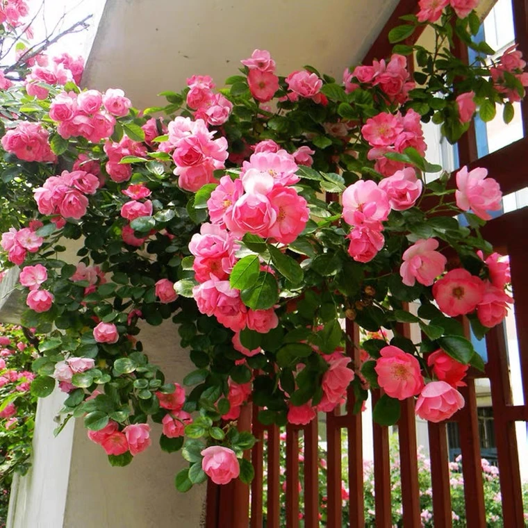 顺丰 安吉拉藤本月季花苗庭院爬藤阳台植物花卉蔷薇四季开花
