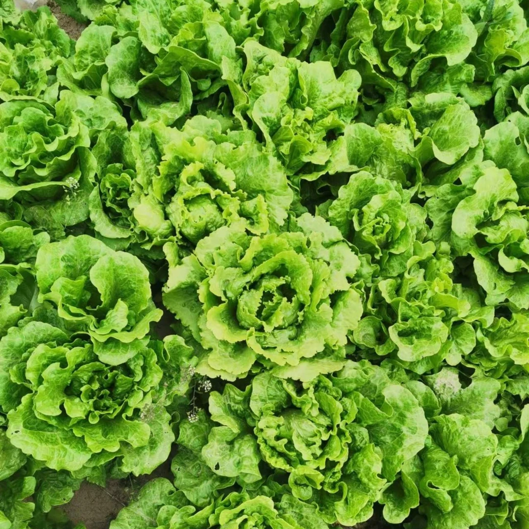 2024自己种的生菜 3斤包邮食用