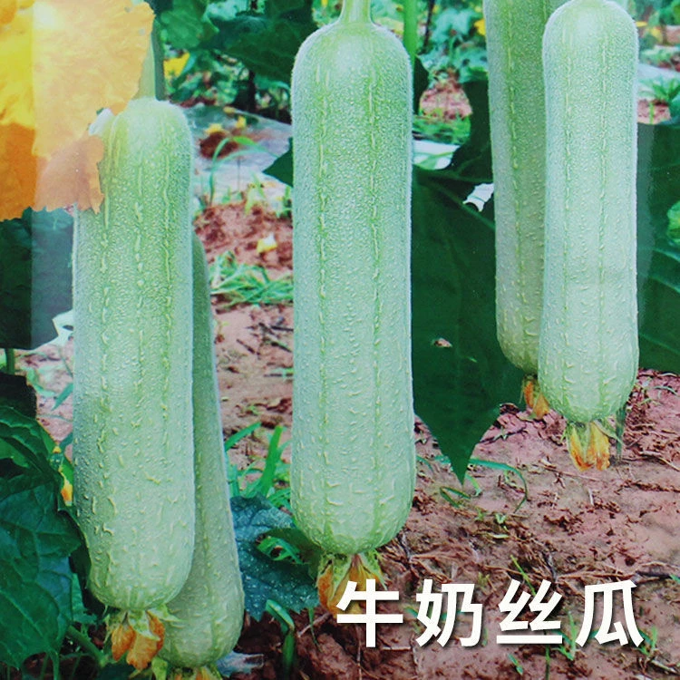 牛奶二号丝瓜种子种籽早熟菜种四季春季秋季蔬菜孑新品种蔬莱