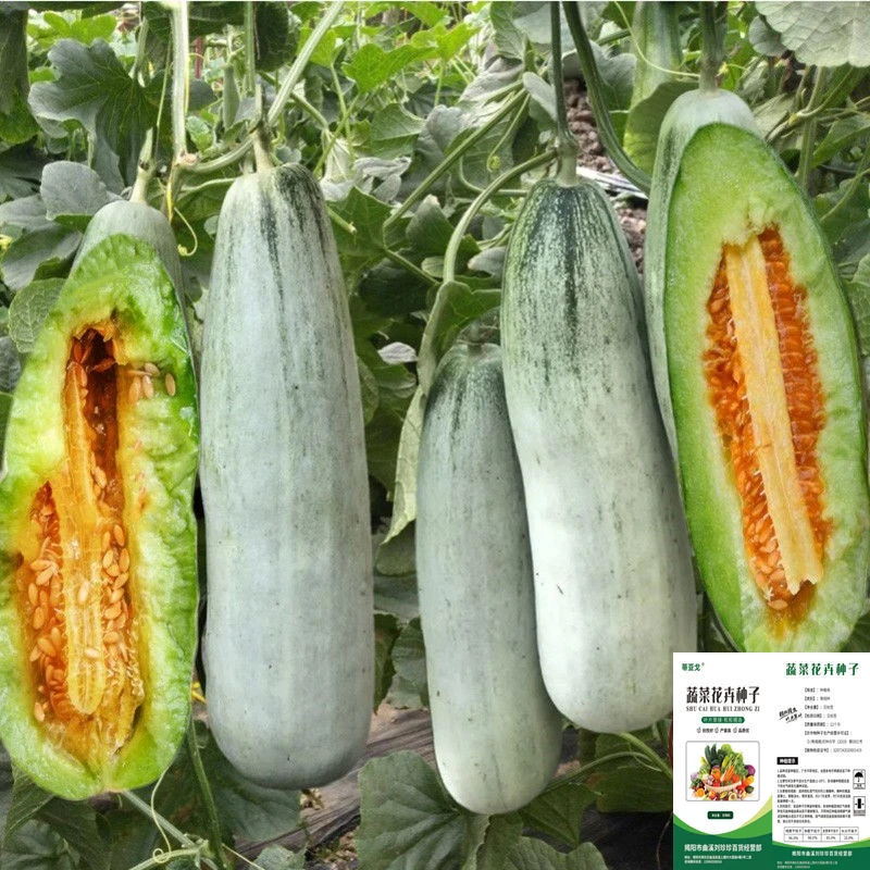 羊角蜜甜瓜种子羊角脆酥四季香瓜蔬菜水果种子