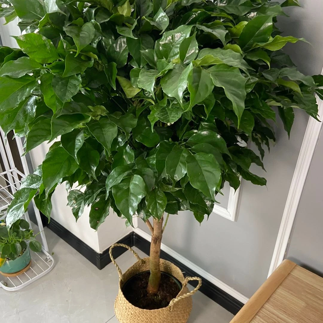 基地幸福树盆栽植物室内大客厅树桩平安发财大型盆景绿植开业送礼