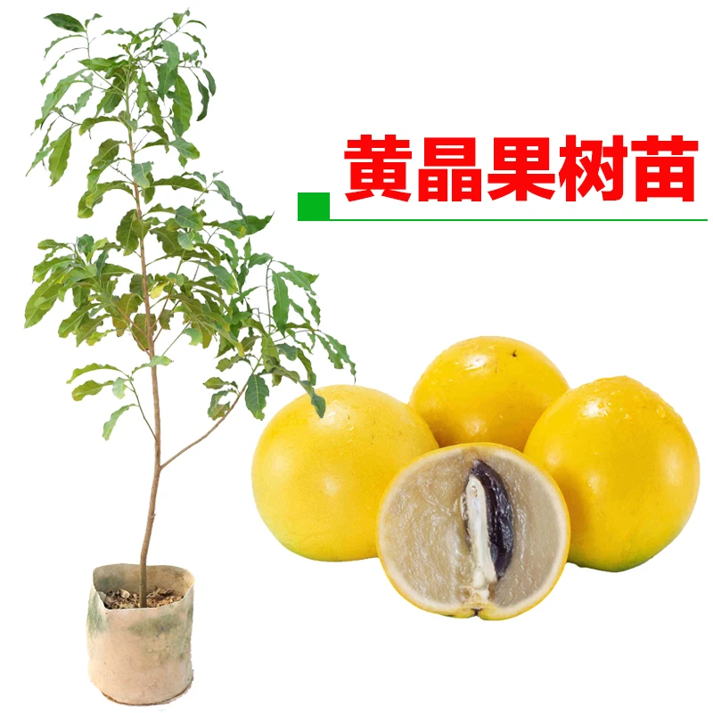 黄晶果苗黄金果树苗 盆栽地栽雅亚美果南方种植冬蜜黄晶6号苗