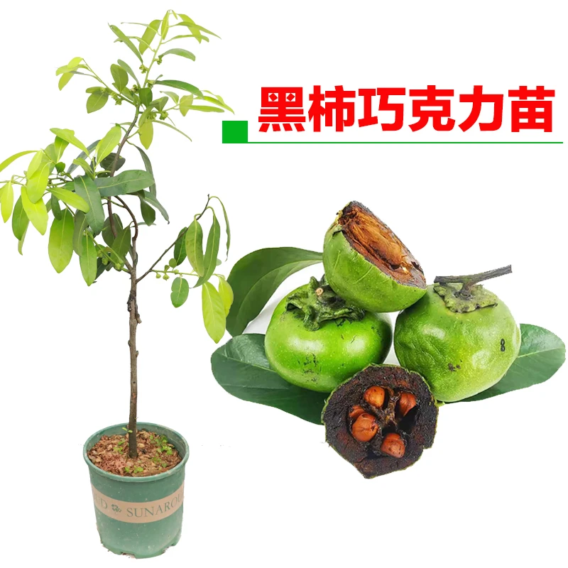 巧克力布丁黑柿果苗四季黑柿嫁接水果树苗庭院阳台盆栽种植水果苗