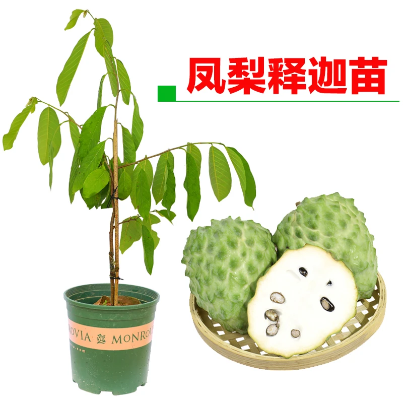 凤梨释迦果苗榴莲嫁接释迦苗番荔枝树苗佛陀果苗南方种植庭院果树