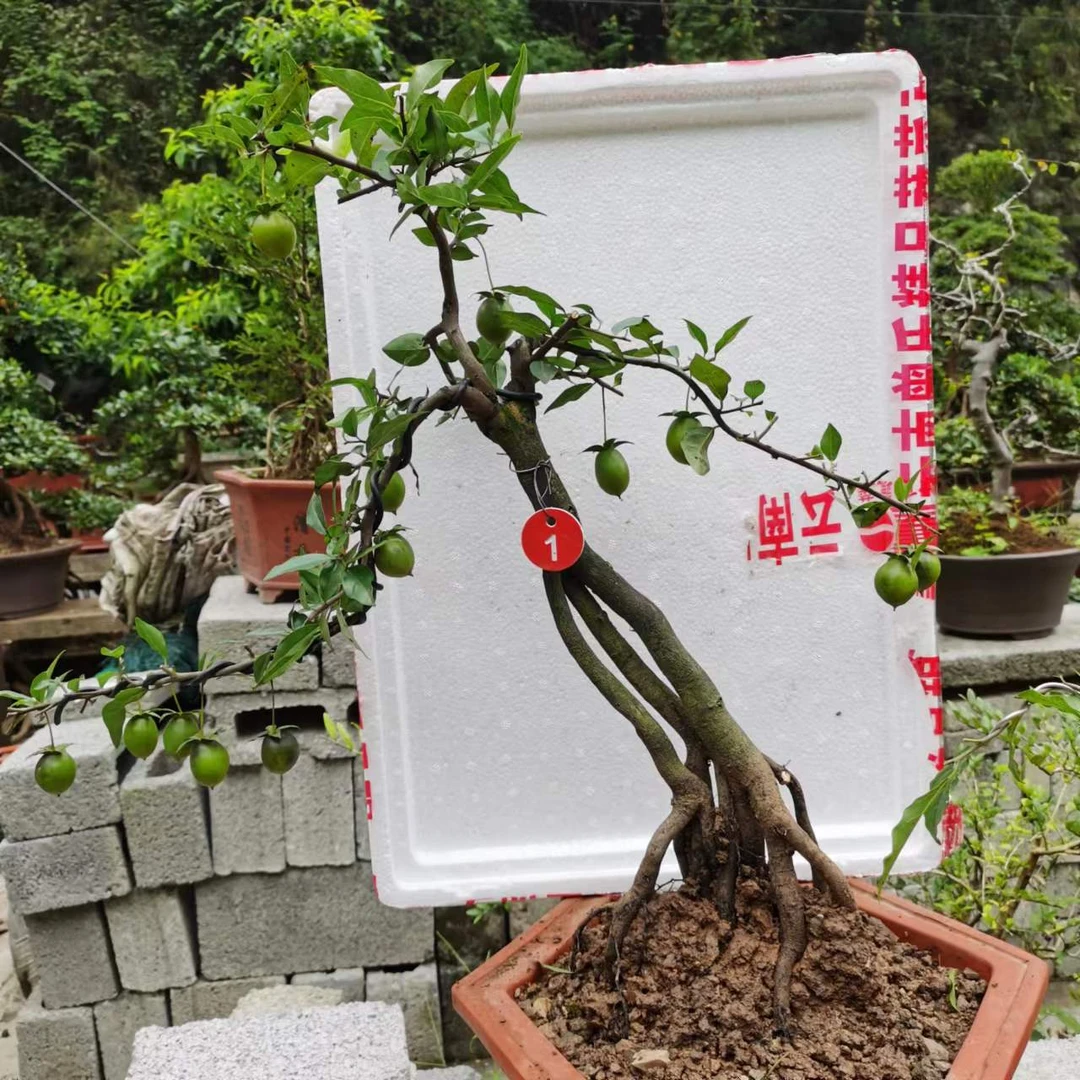 金弹子三峡蚊母直播付款处，请勿随拍