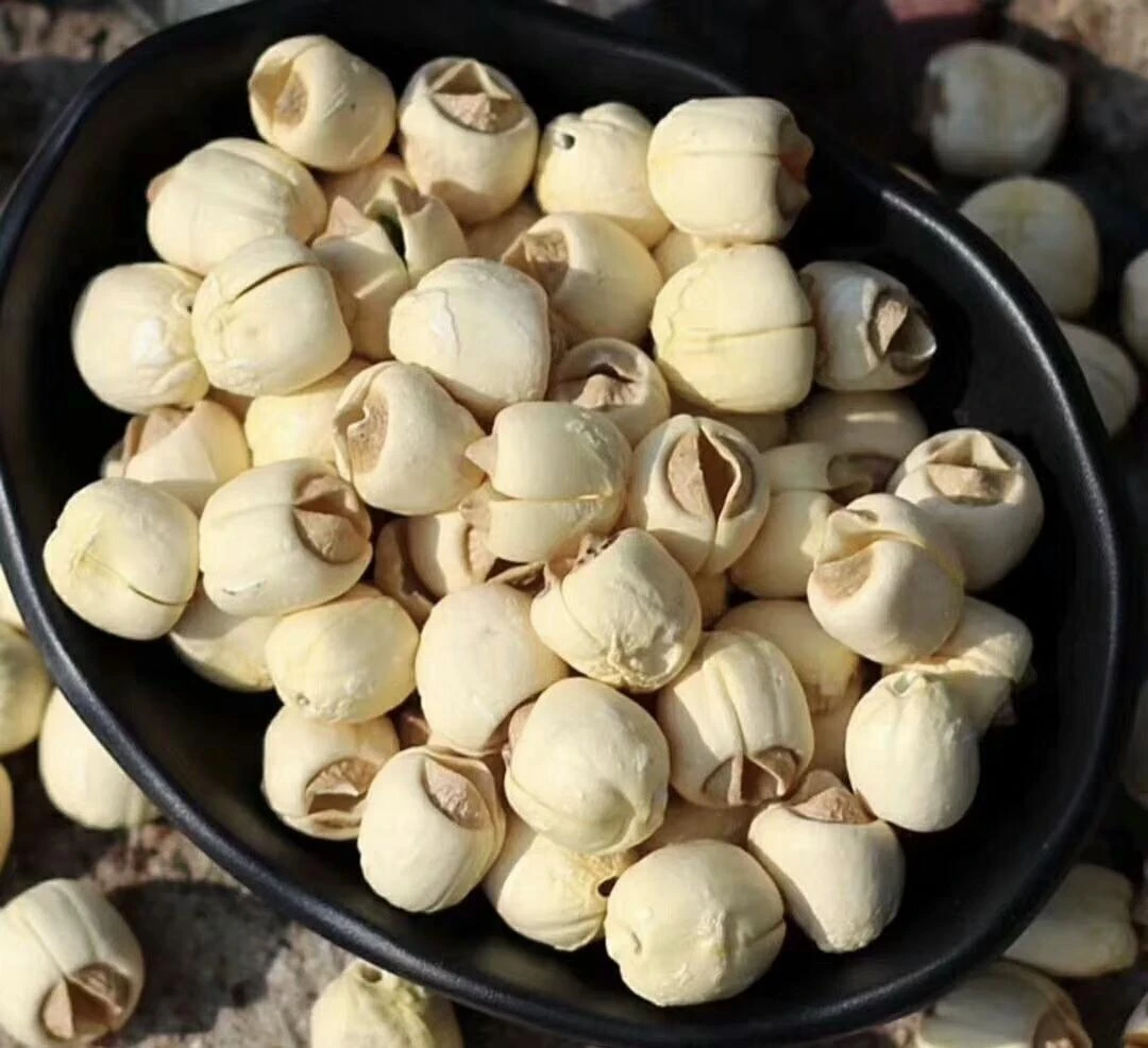 精选建宁通心白莲无硫香甜粉糯可煲汤食材