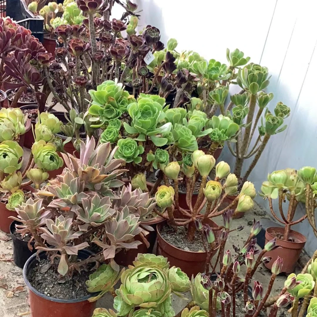 多肉植物法师1号链接