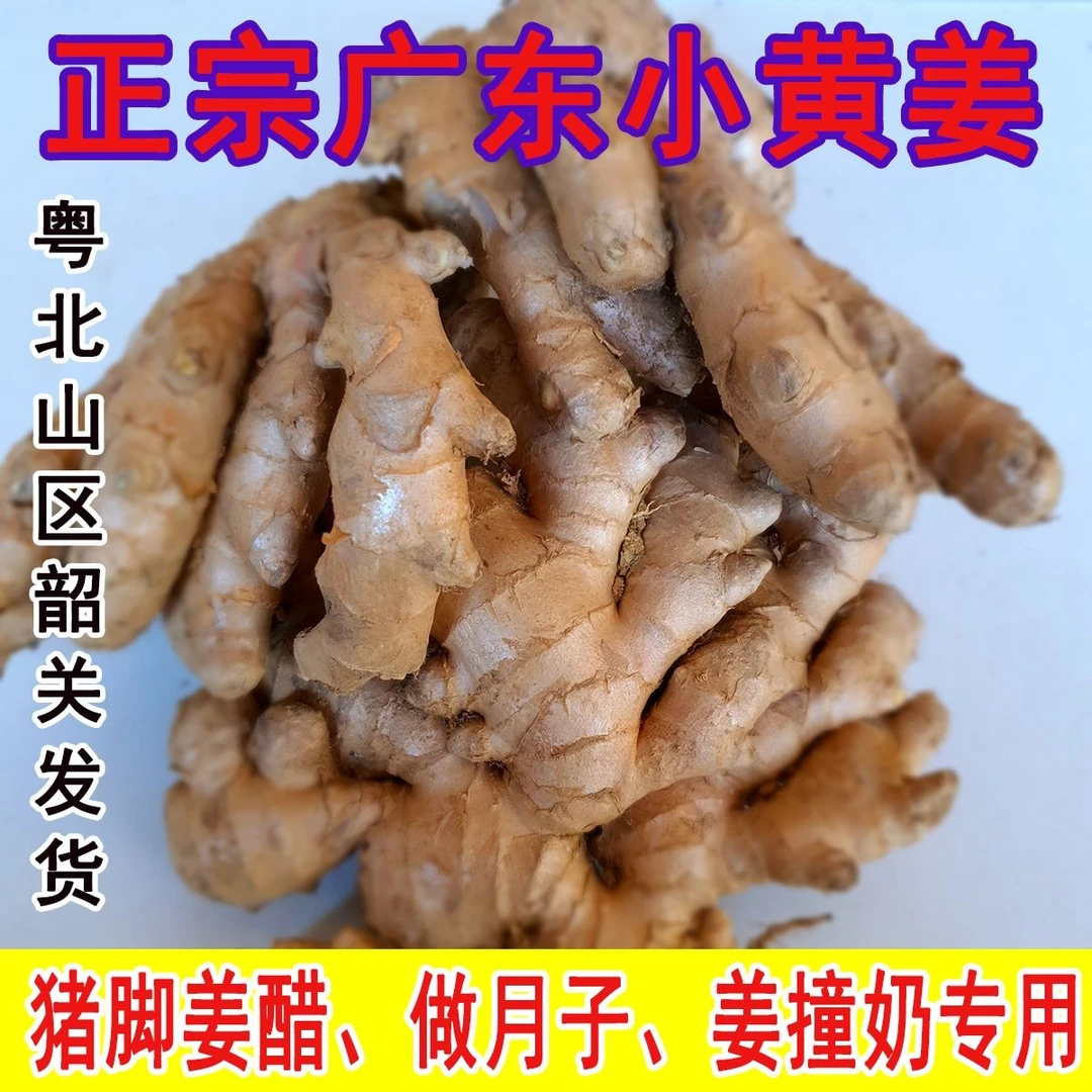 广东韶关客家小黄姜竹丝姜生姜新鲜1斤现挖高山辛辣月子老姜撞奶