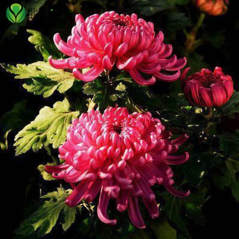 带花苞发货带花菊花苗菊花盆栽九月菊秋菊耐寒原土带花苞庭院阳台