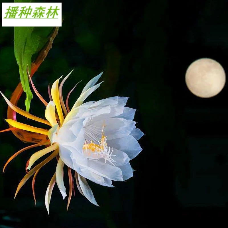 昙花苗室内阳台庭院植物绿色盆栽盆景花卉昙花一现适合新手养殖