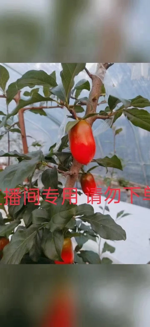 老鸦柿盆景，观花观果观叶