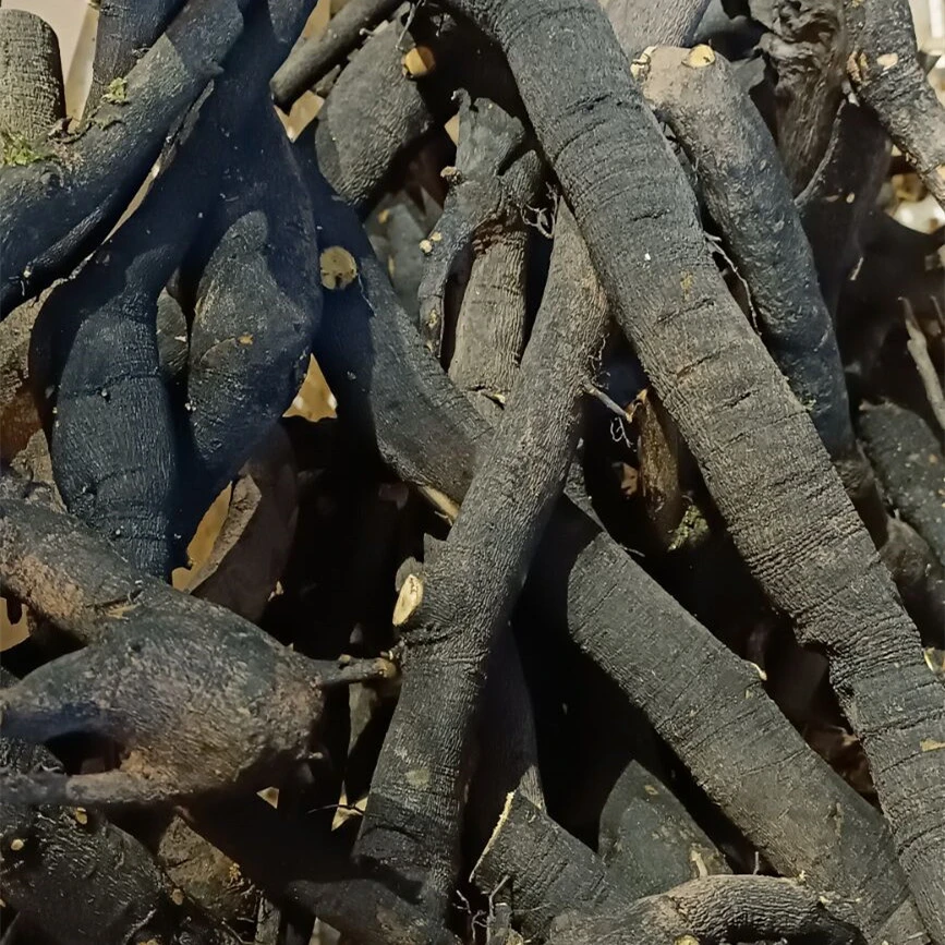包邮重庆灌木金弹子黑塔子熟桩老桩母桩公桩盆栽盆景黑塔子直播拍