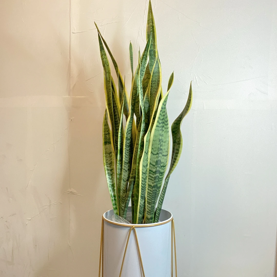 大型虎皮兰金边虎尾兰植物室内吸甲醛净化空气客厅绿植盆栽花卉