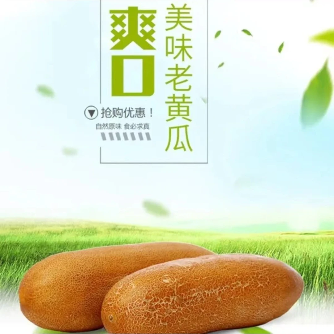 【顺丰/空运】东北老黄瓜 黑土地麻皮黄瓜 老黄瓜种炖汤凉拌 3斤