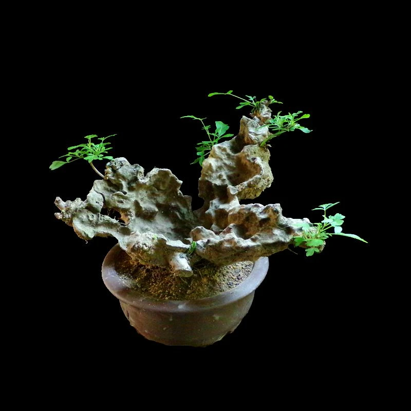 黄荆小坨盆景素材开花结果的小盆景绿植盆栽植物室内室外养护好养