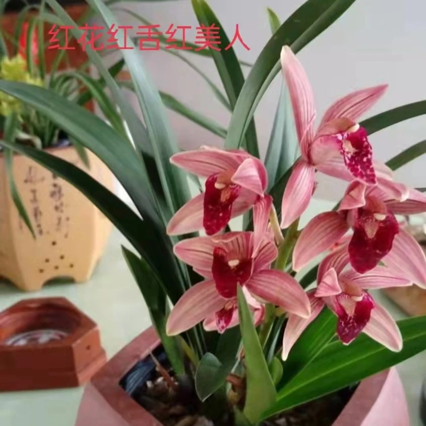 红花红舌红美人青苗兰花浓香好养客厅茶几书房办公室庭院户外摆放