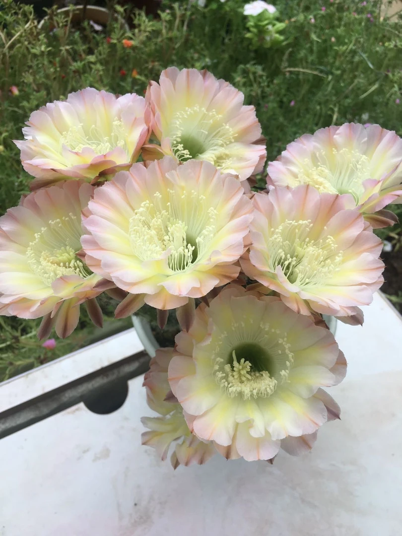 仙人球爱德花爆花品种开花球5cm左右