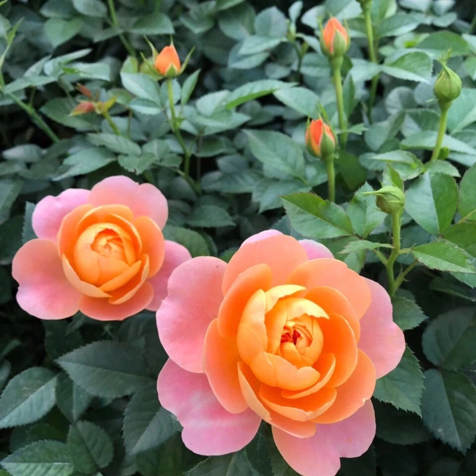 果汁阳台大花月季