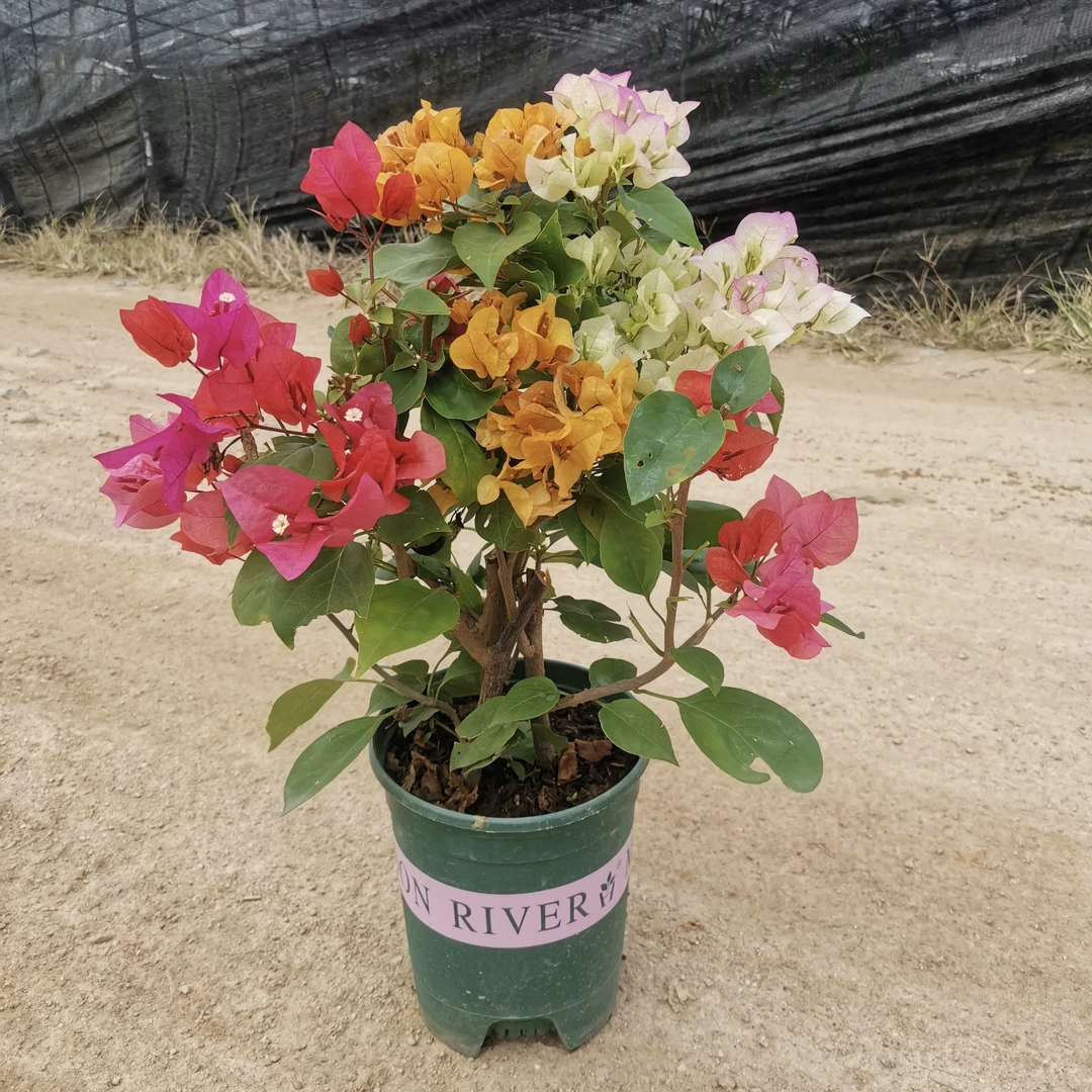 （介意掉花落叶勿拍）精品三拼同安红绿樱加州黄金盆苗爬藤花卉