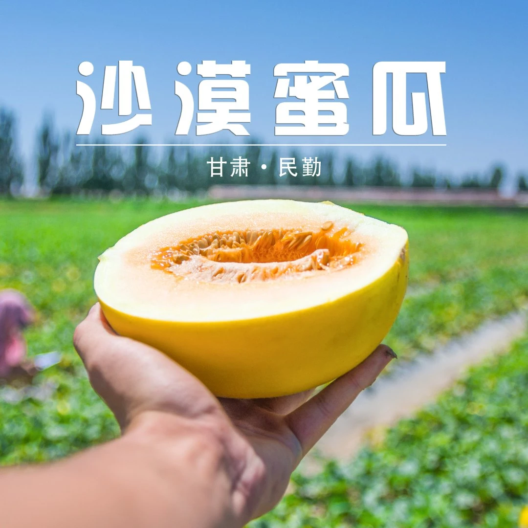 普通快递 甘肃民勤沙漠蜜瓜 金红宝 自然成熟 香甜多汁产地发货