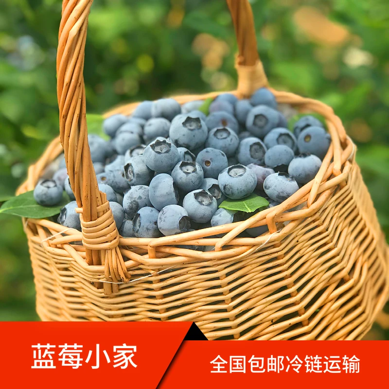 大果蓝莓15mm以上果径新鲜采摘现摘现发甜果孕婴辅食100克每盒