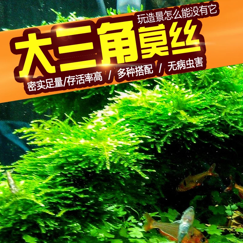 莫斯大三角小三角水草树活体散装沉木莫斯草水陆缸材料阴性草雨林