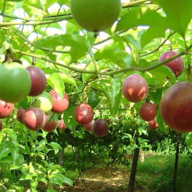 百香果精品种子春秋季节播种黄金红