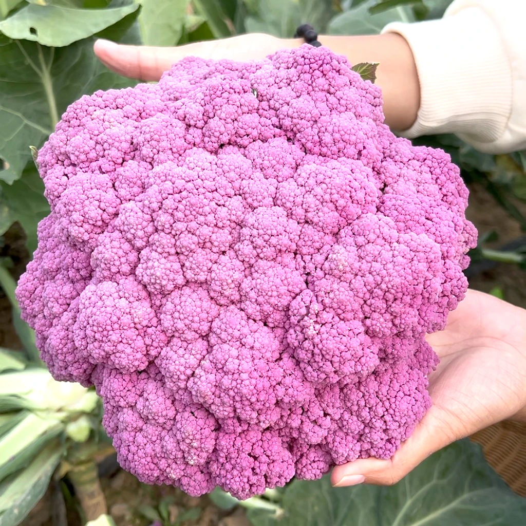 紫色花菜种子花椰菜春秋种植
