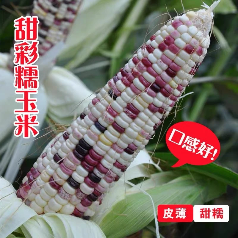 彩甜糯玉米种子 水果玉米种子