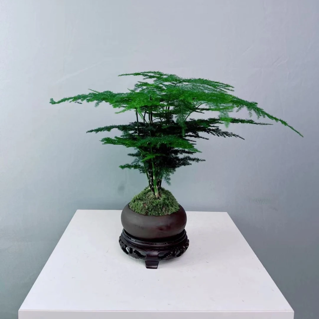 【棕色】造型文竹带盆加底座室内外茶桌书桌办公室花卉绿植盆栽