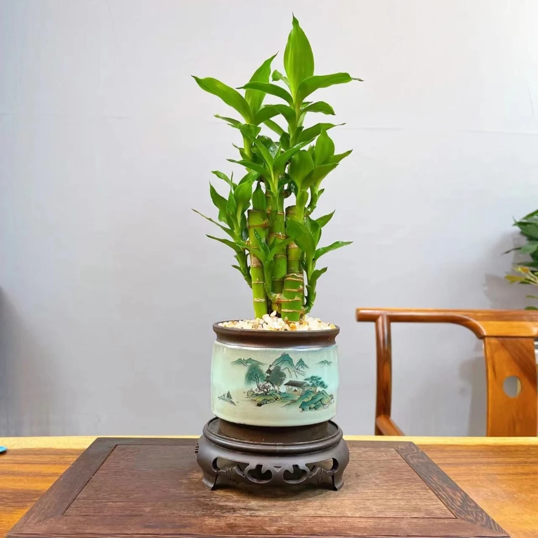 （步步高升）富贵竹室内茶桌前台办公桌植物美观花卉绿植盆栽