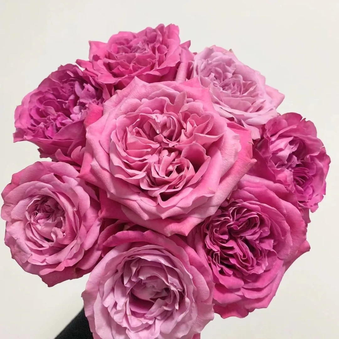 云花巷 * 单头玫瑰 【长相思】鲜花优选顺丰直发