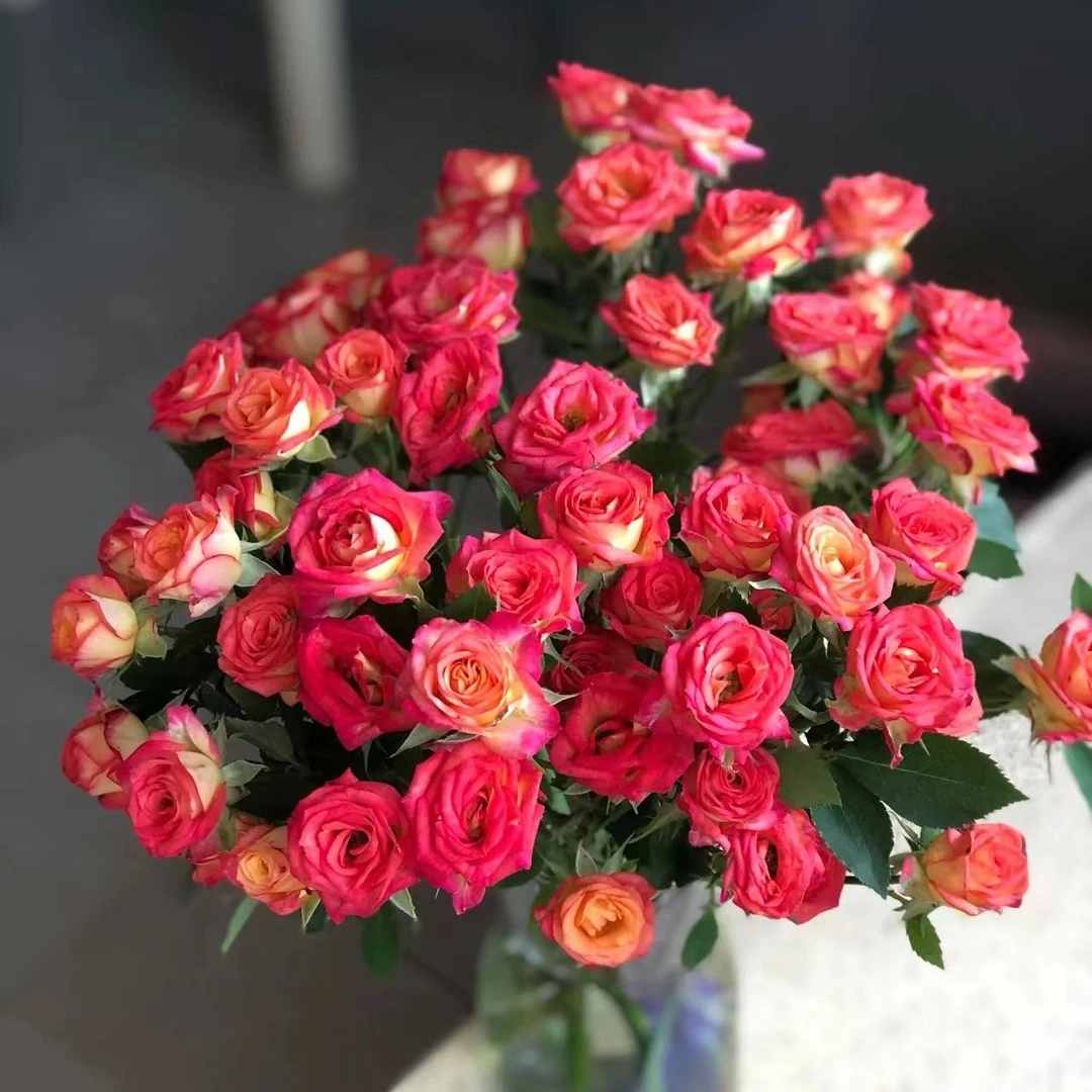 云花巷 * 多头玫瑰 【爱丽丝】鲜花优选顺丰直发