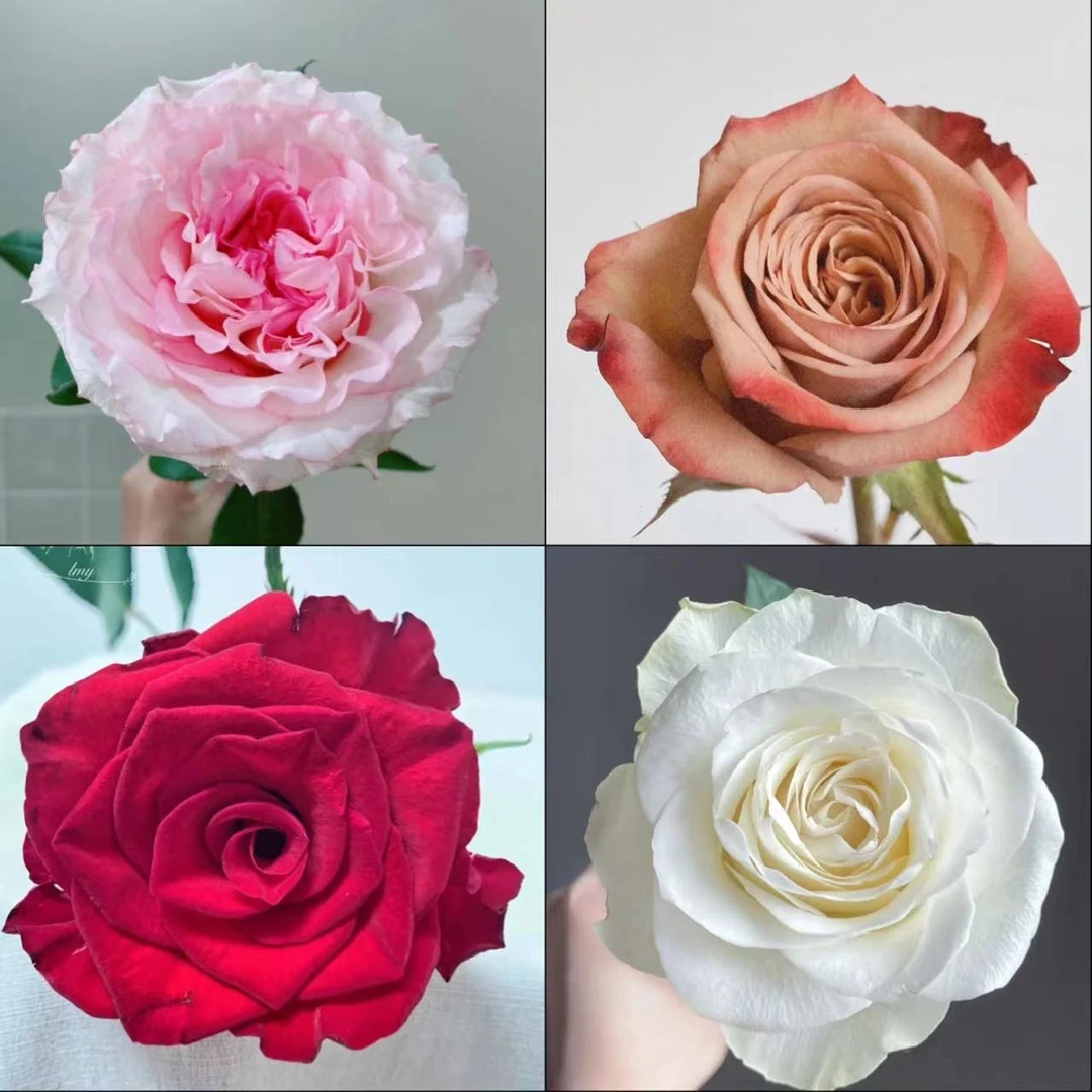 云花巷# 【七叶惊喜小盒】鲜花优选 顺丰直发