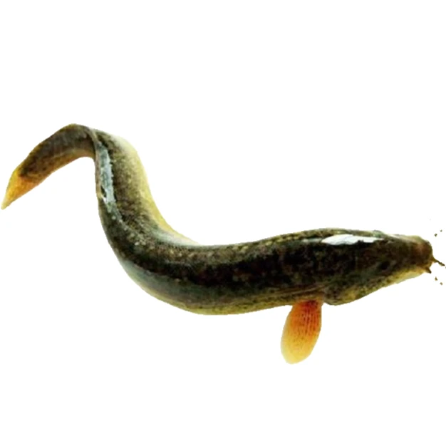 鱼菜共生鲜活泥鳅  无农残  0抗sheng素    0ji素
