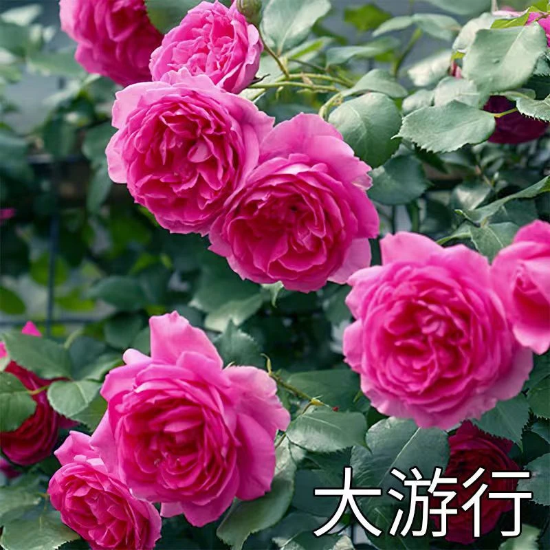 【大U行小苗】大花爆款大型爬藤月季四季开花丰花勤华耐寒耐热