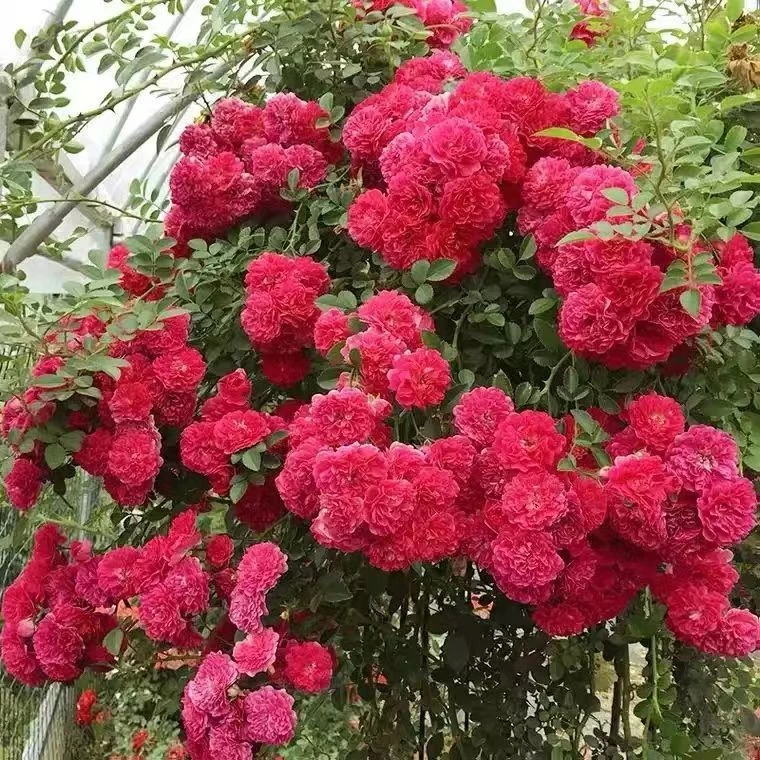 【红罗莎莉】北方耐寒大型藤本月季