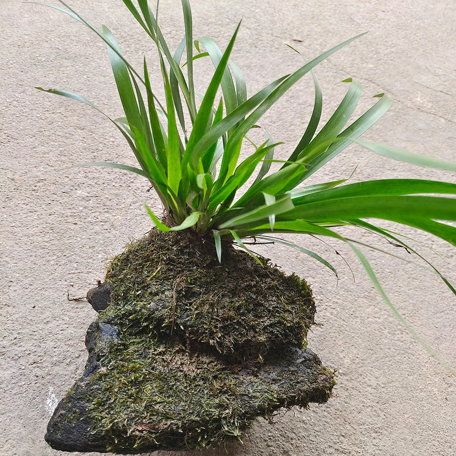 带石菖蒲水培植物鱼缸过滤造景石菖蒲水培菖蒲